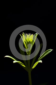 Green plant on a black background.