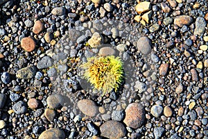 Green plant on black beach near Hvitarvatn, Iceland