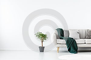 Plant in black pot next to beige couch with emerald green blanket