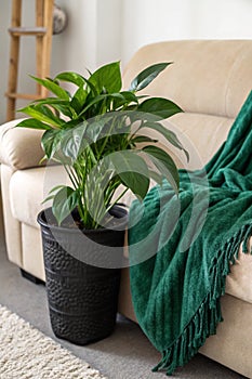 Green Plant in Black Pot Next to Beige Couch photo