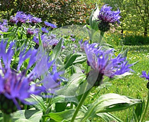 Green plant with blooming cornflowers