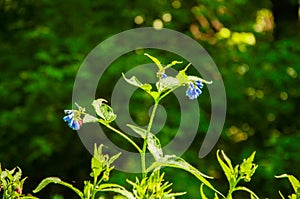 Green plant with blue flowers. Against the backdrop of the forest. Summer in the forest