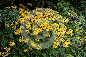 Green plant border with rudbeckia fulgida Goldsturm