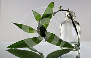 Green plant in the bottle, a bottle with flower on white background, the reflection of the leaves