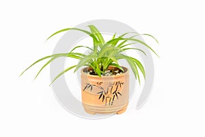 Green plant bracketplant
