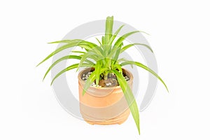 Green plant bracketplant