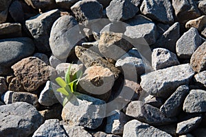 The green plant breaks through and grows on the rocks. Concept. Recovery, willpower.
