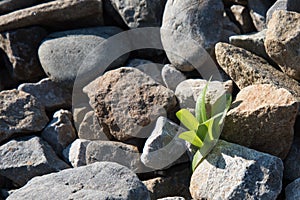 The green plant breaks through and grows on the rocks. Concept. Recovery, willpower.