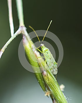 Green plant bug Macrolophus Costalis