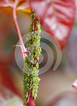 A green plant with a bunch of bugs on it