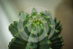 Green plant cactus macro photo