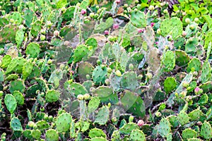 Green plant cactus needle tip. Tulum, Yucatan. Mexico