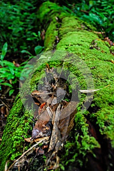 The green plant called moss