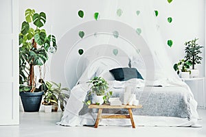 Green plant and candles on wooden bench in fashionable bedroom interior with canopy