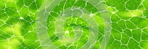 Green plant cell pattern under a microscope or abstract background