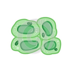 Green plant cells with nucleus. Biology and microbiology concept. Flat vector design template for medicine infographic