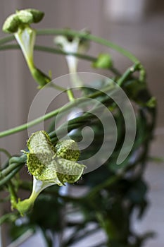 Green plant ceropegia parachute