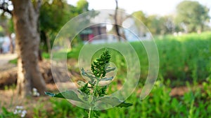 Green plant of Chenopodium or Microphyllum with green blurred background. Green plant closeup