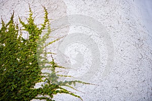 Green plant climbing horizontal wall