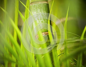 Green plant close-up