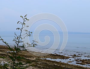 A Green Plant in Close up with Blue Ocean and Sky in Backdrop - Natural Background with Open Space