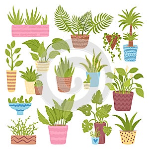 Green plant collection, floral indoor nature pot set, vector illustration. Garden decoration, house plant with leaf
