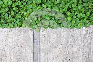 Green plant and concrete floor