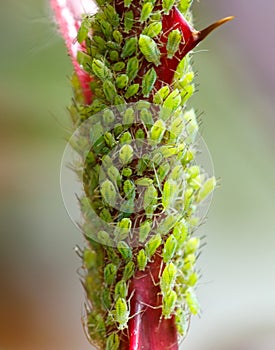 A green plant is covered in bugs
