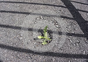 Green plant in cracked asphalt road texture