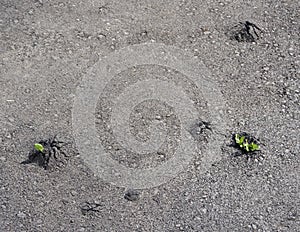 Green plant in cracked asphalt road texture