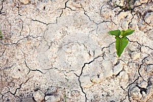 Green plant on cracked earth