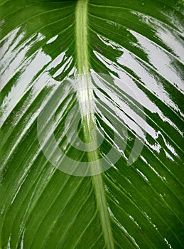 Green plant details