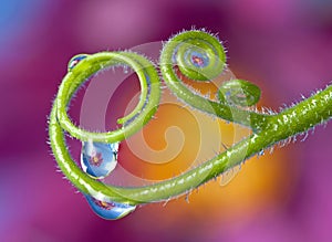 Green plant with dew drops