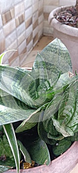 Green plant dracaena trifasciata