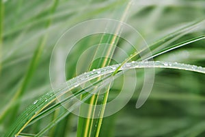 A green plant with drop of water