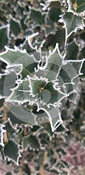 green plant with drops of water in the morning frost