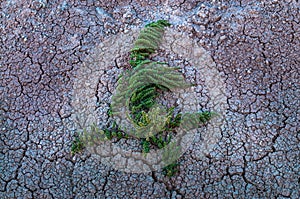 Green Plant on a Dry Cracked Desert