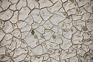 Green plant in a dry ground of a desert