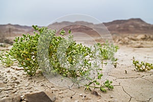 Green plant dryry Desert Soil Dead Sea Israel