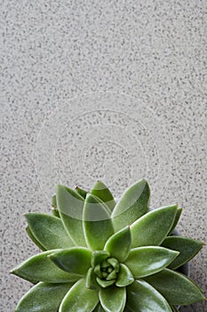 Green plant Echeveria on a gray stone background top view