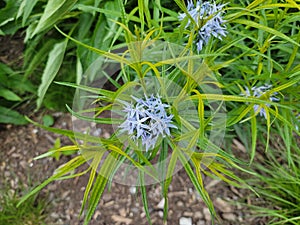 green plant or flower with blue petals blooming in spring