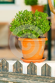 Green plant in flower brown