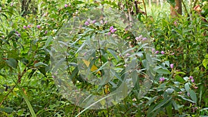 A green plant and flowers at garden