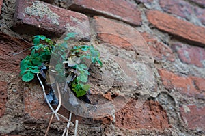 Green plant in focus on orange brick wall