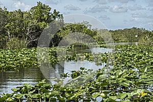 Green plant foliage covers swamp river in Everglades, Florida, USA