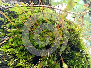 Green Plant in the Forest Ruteng photo