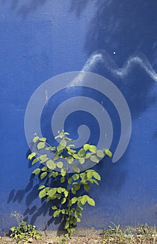 Green plant in front of a blue wall background