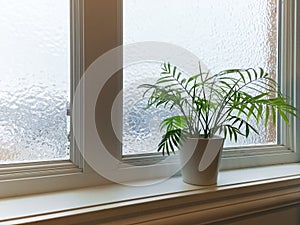 Green plant and frosted window