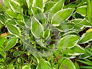 Green plant in the garden