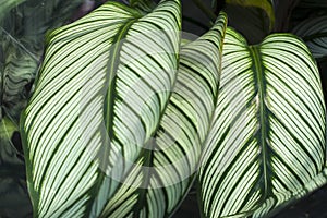 Green plant in the garden. Fresh green and white leaf background Dieffenbachia.